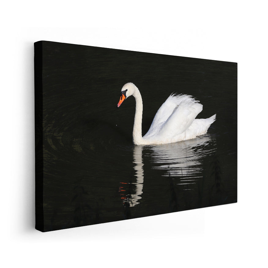 Cisne Vulgar
