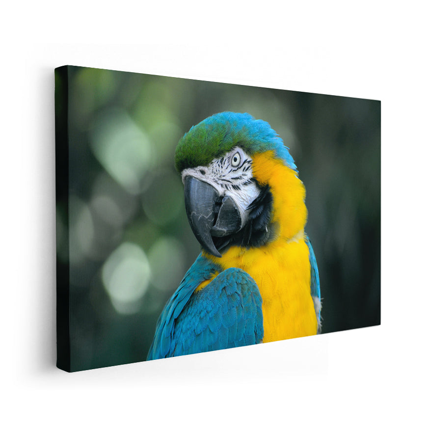 Guacamayo Amarillo Azulado