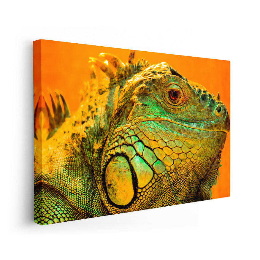 Iguana