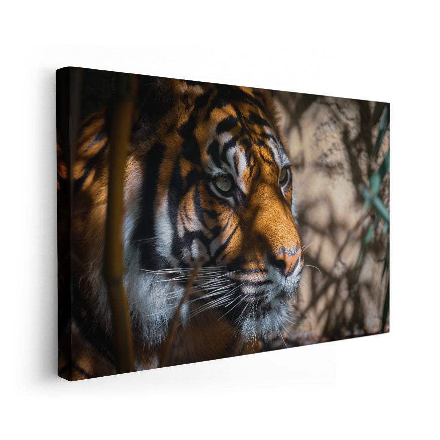 Tigre Asechante