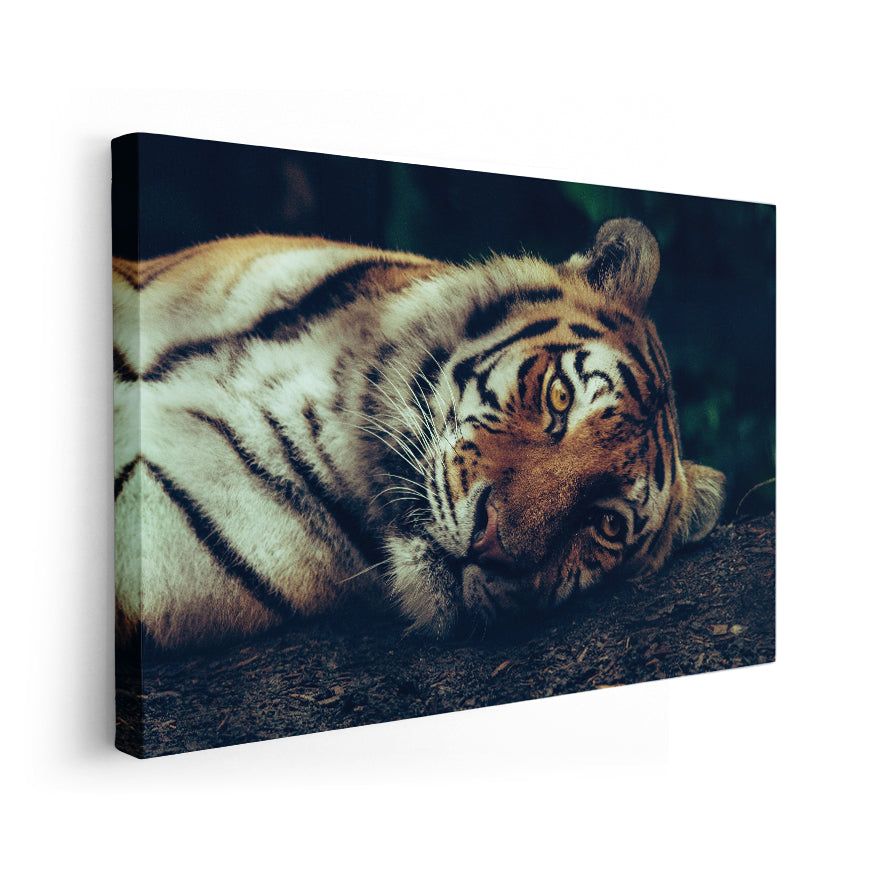 Tigre