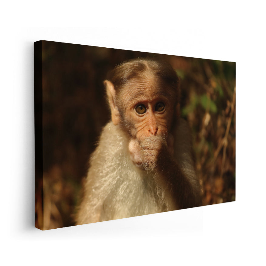 Macaco Coronado