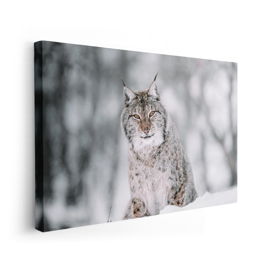 Lince
