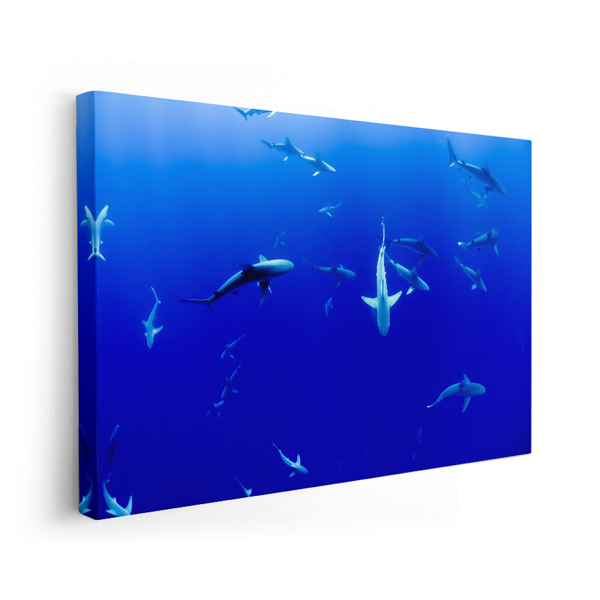 Tiburones