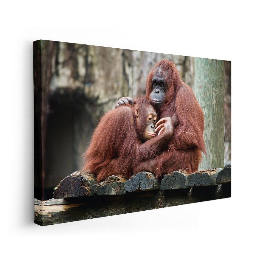 Orangután