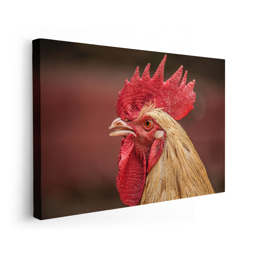 Gallo