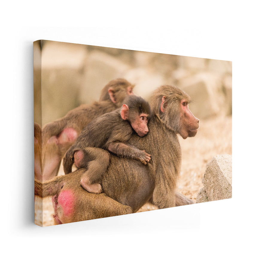 Macaco Rhesus