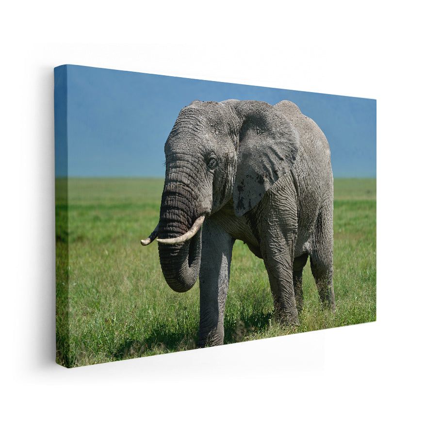 Elefante