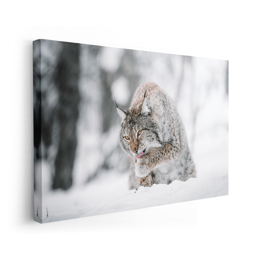 Lince Canadiense