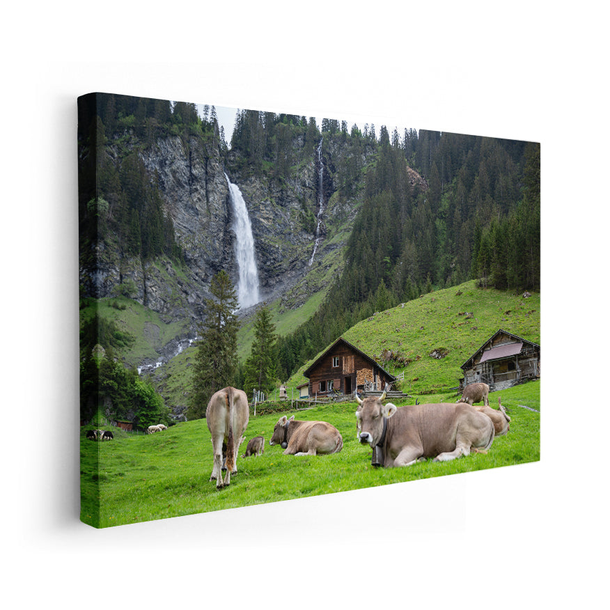 Vacas