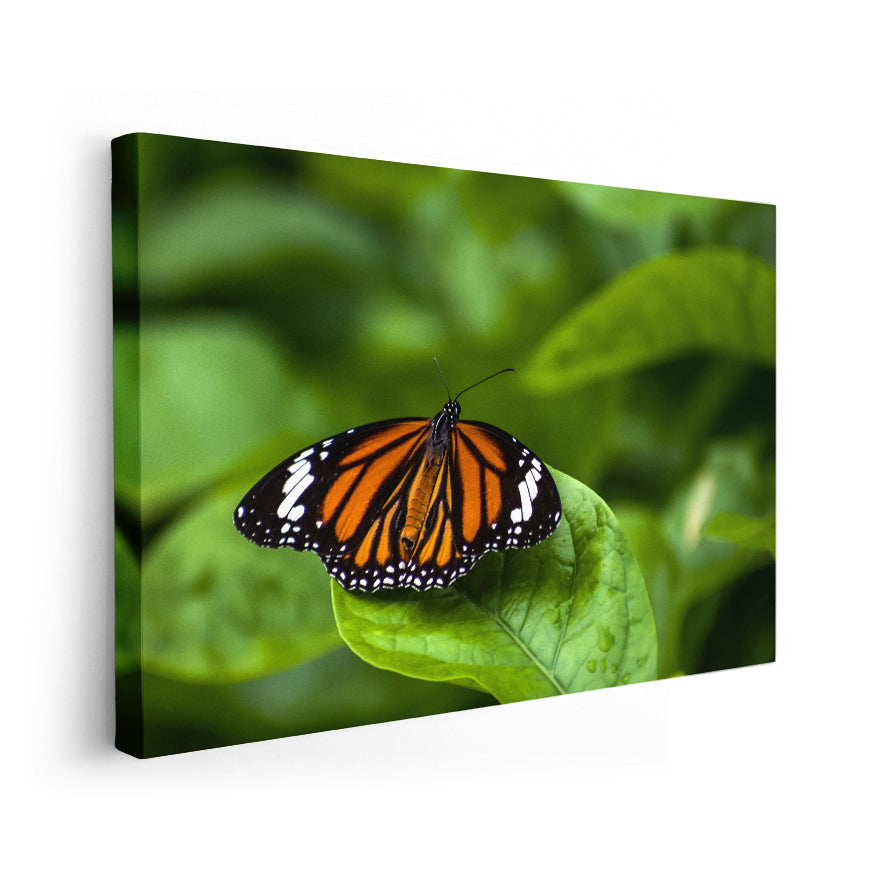 Mariposa Monarca