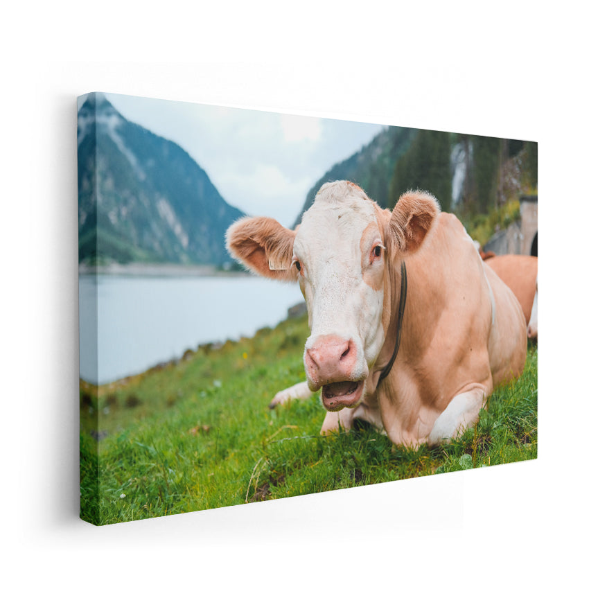 Vaca