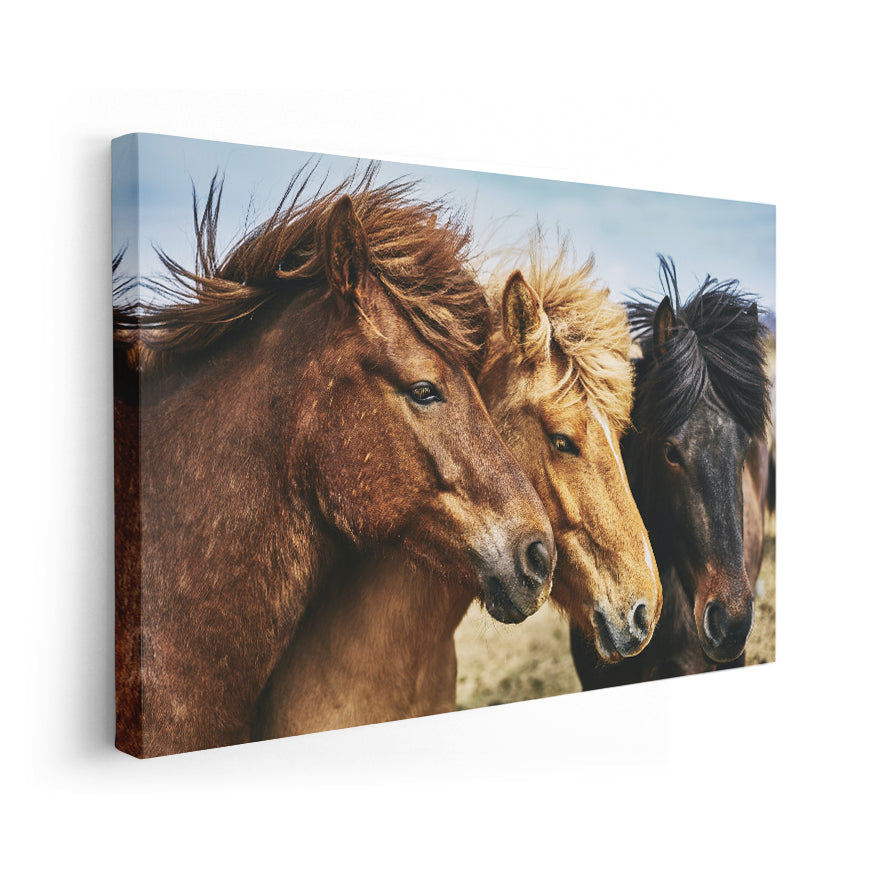 Caballos Gallegos