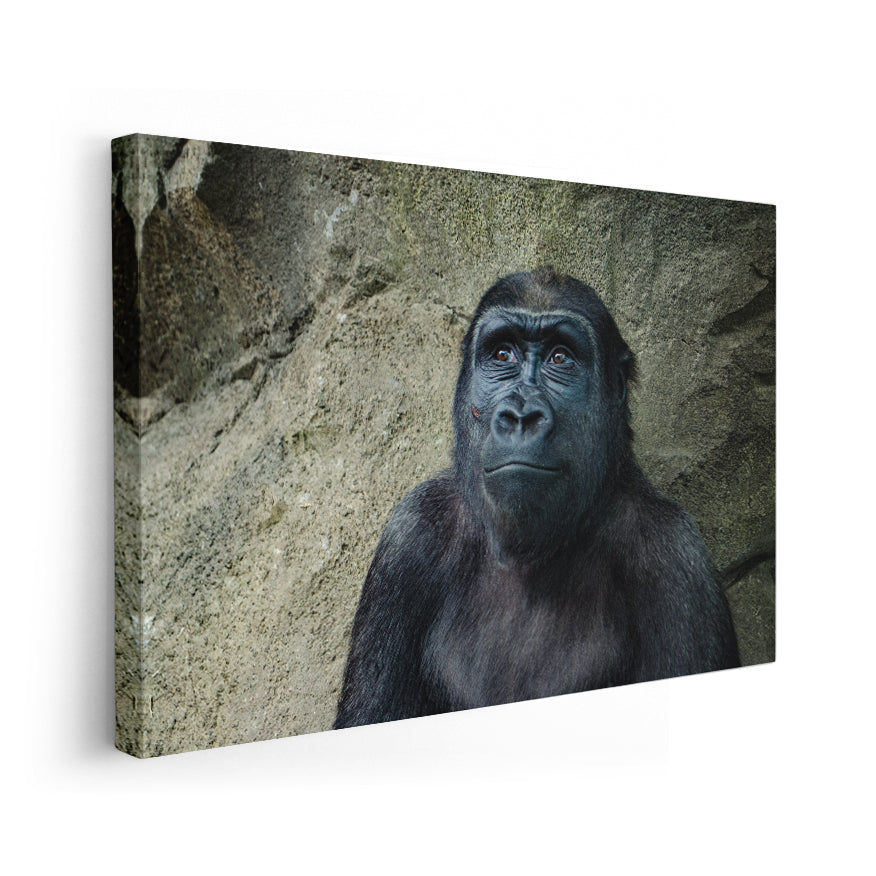 Gorilla Hembra