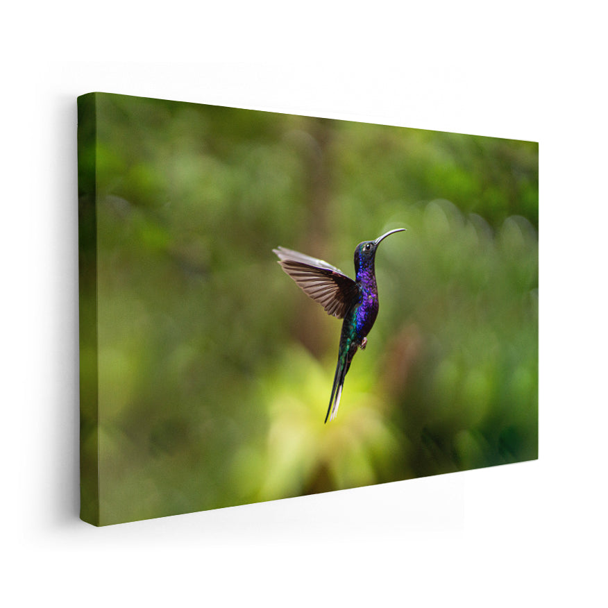 Colibrí