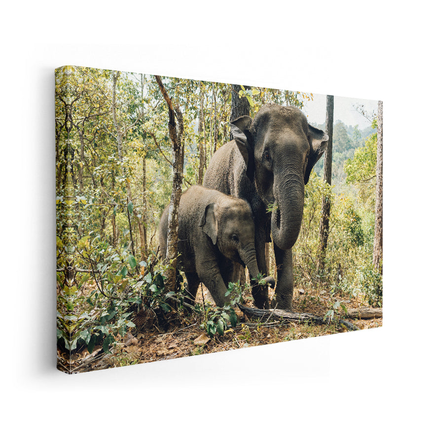 Elefante y Cría