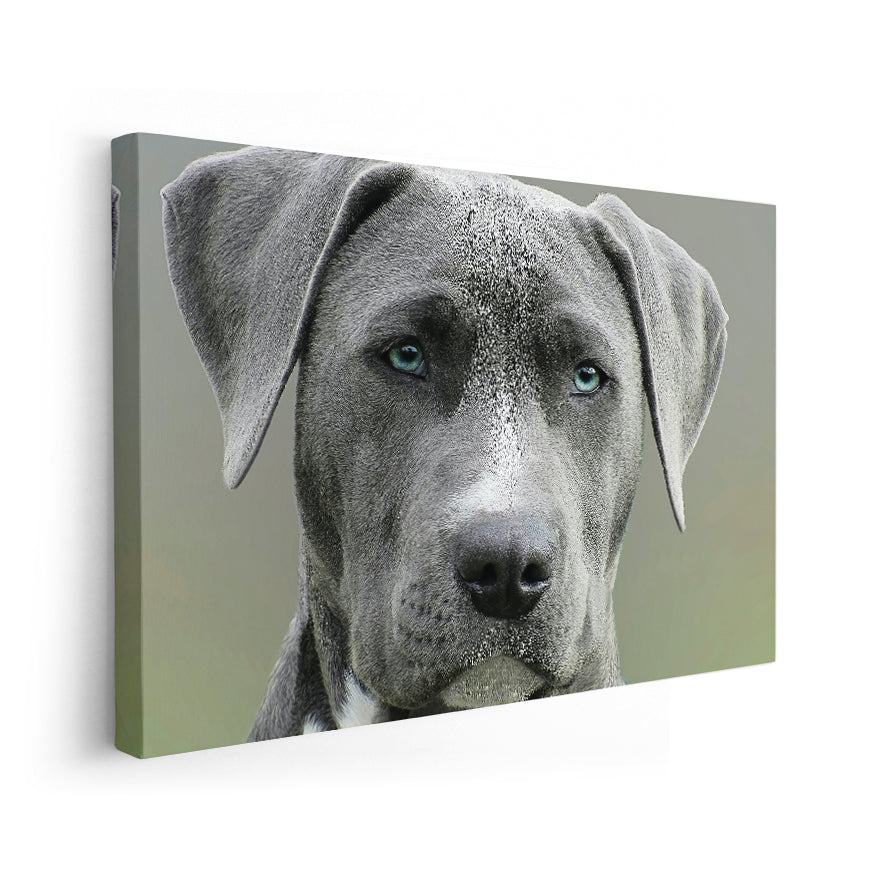 Staffordshire Terrier Americano
