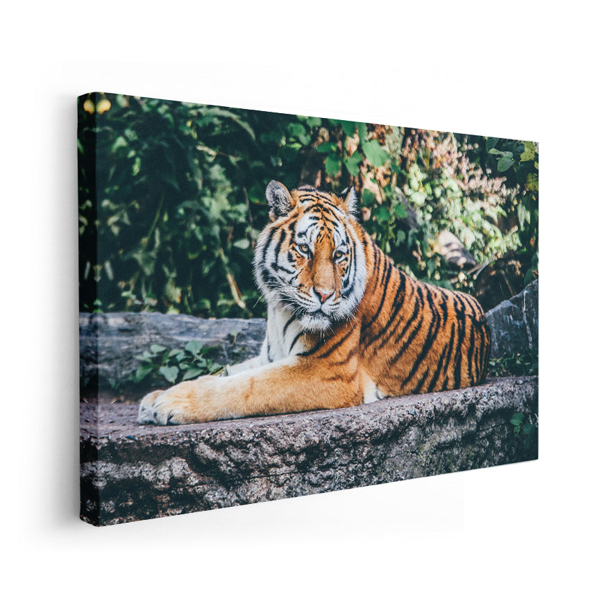 Tigre