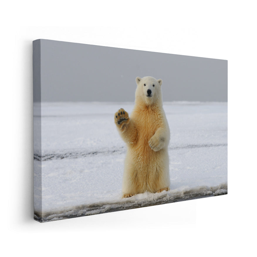 Oso Polar