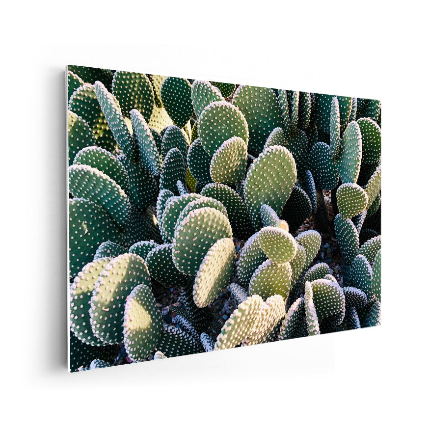 Nopal
