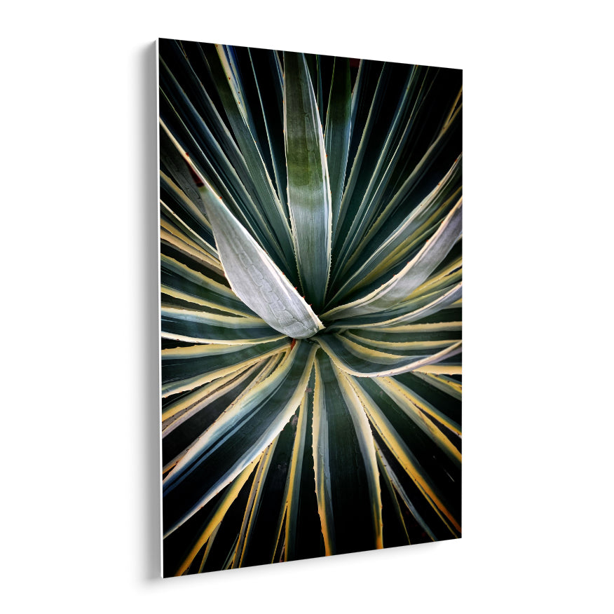 Agave Americana Marginata