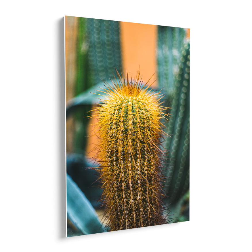 Cactus Espinas Naranja