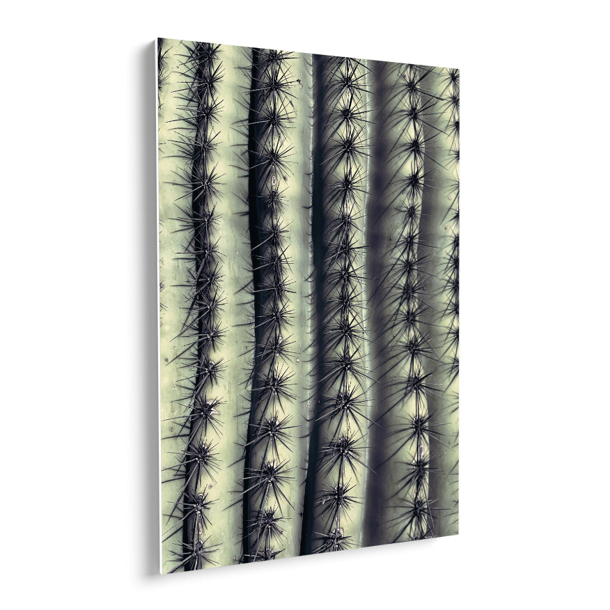 Saguaro