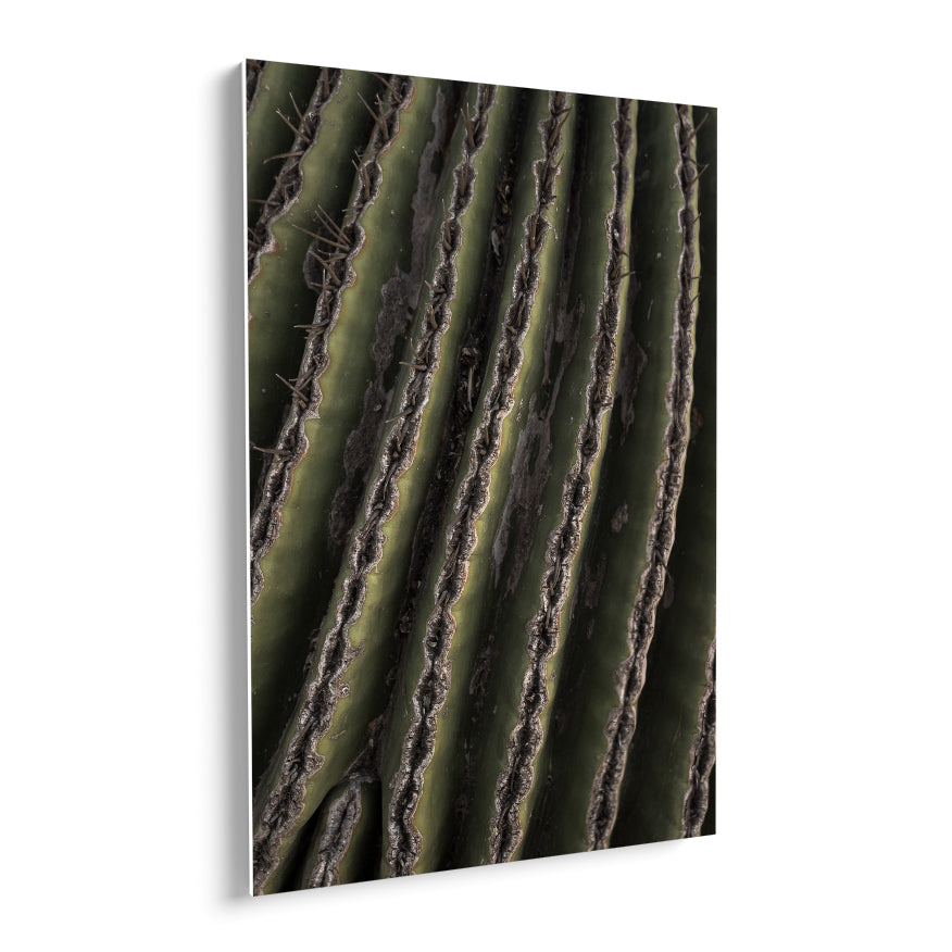 Saguaro