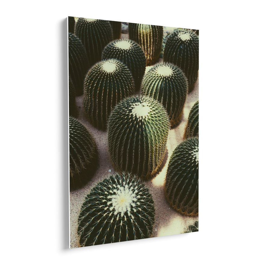 Cactus Barril Dorado