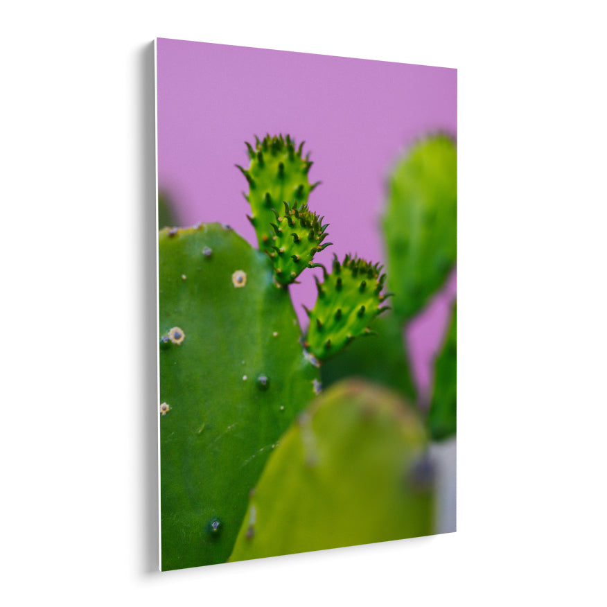 Nopales y sus Retoños