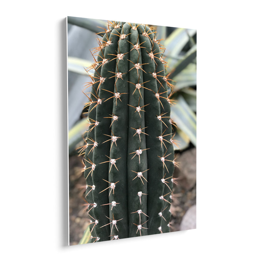 Cactus San Pedro