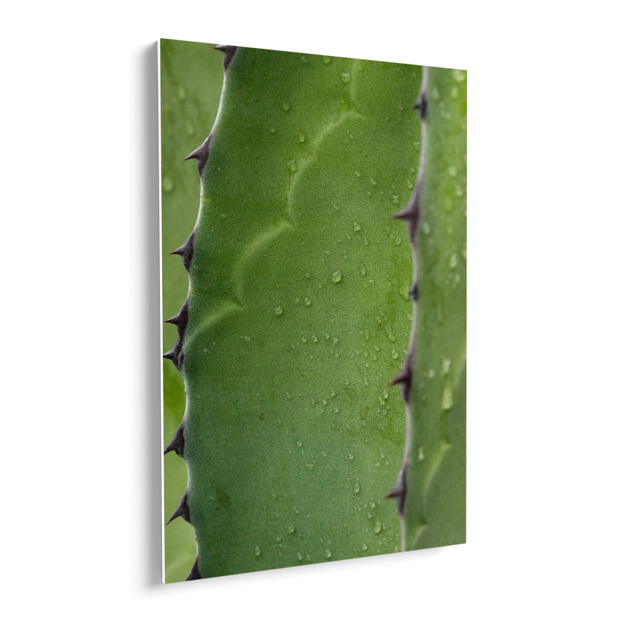 Maguey