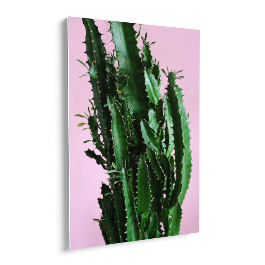 Cactus y Hojas