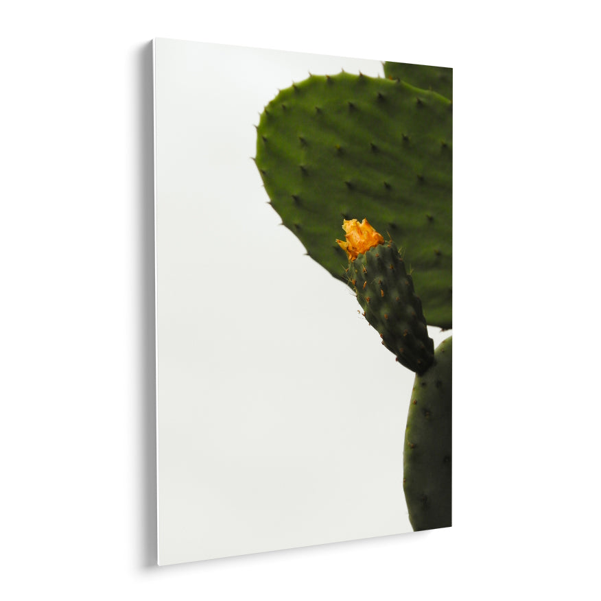 Nopal con Fruto y Flor