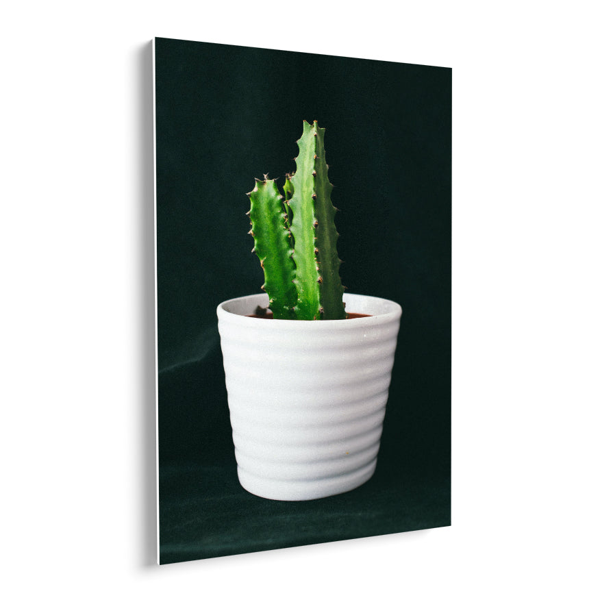 Cactus San Pedro