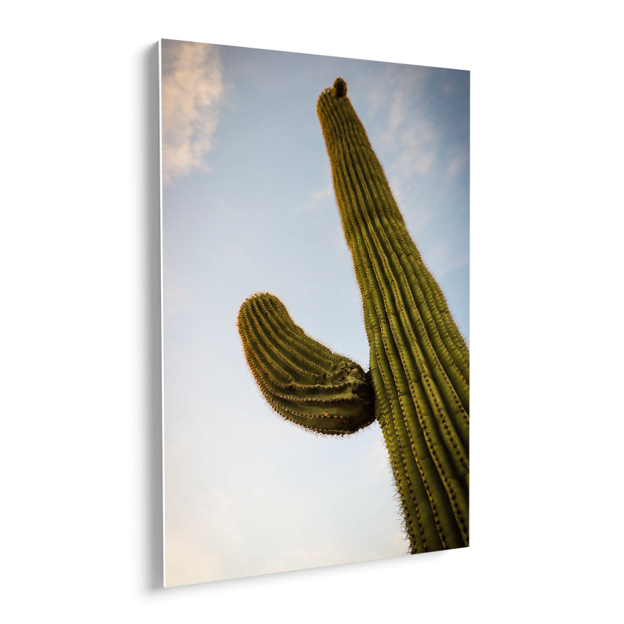 Saguaro