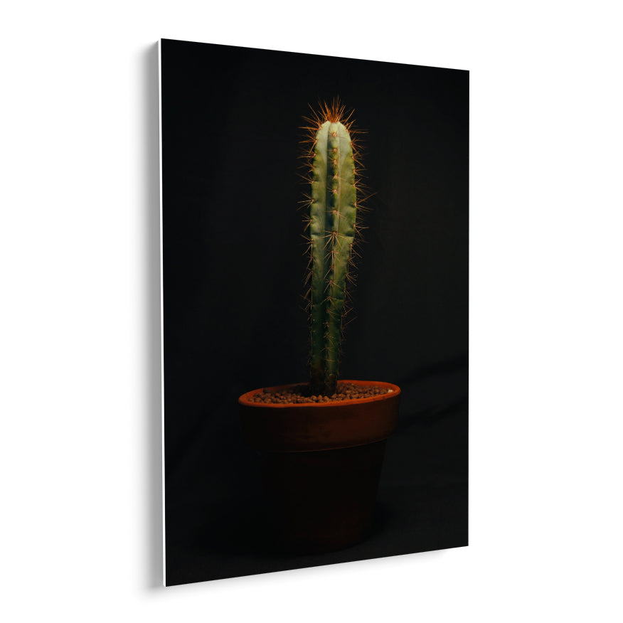 Cactus San Pedro