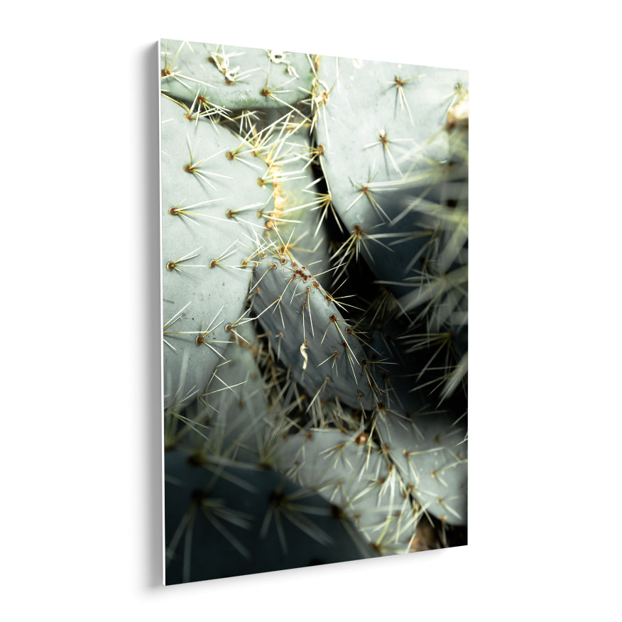 Nopal