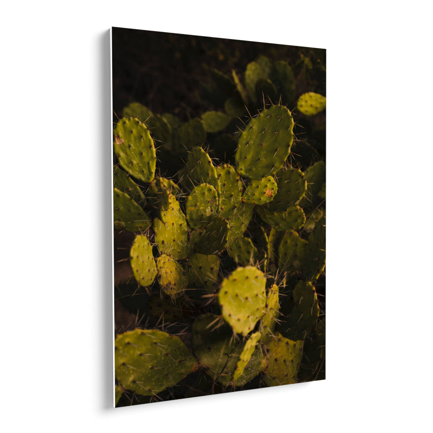 Nopal