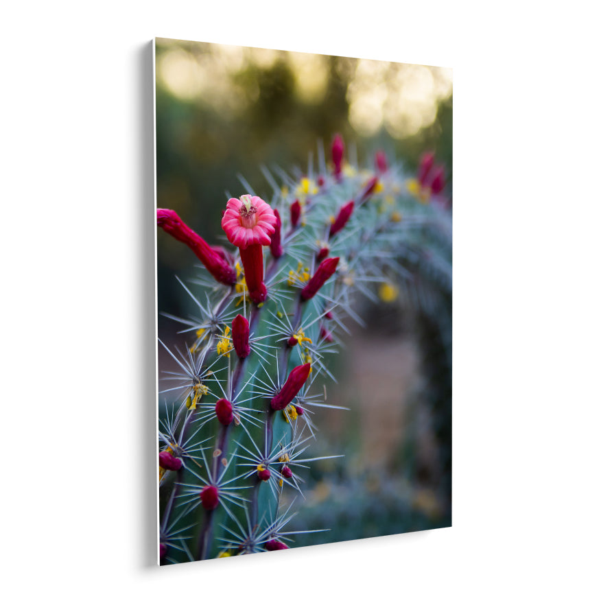 Cactus con Flores