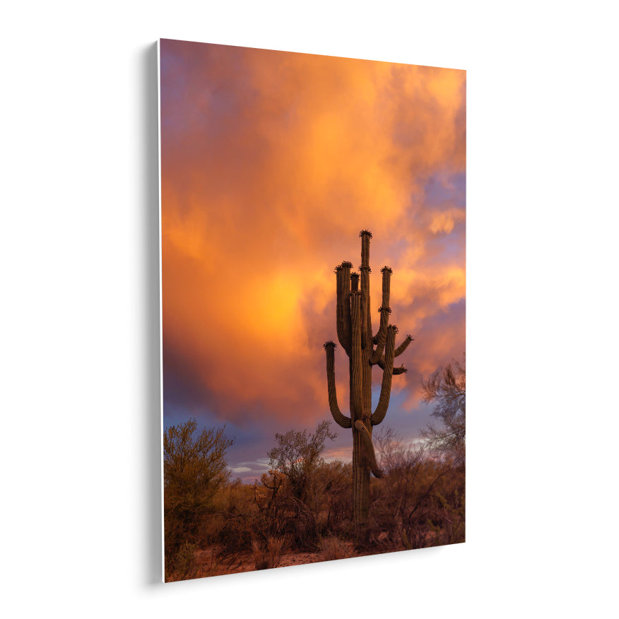 Saguaro al Atardecer