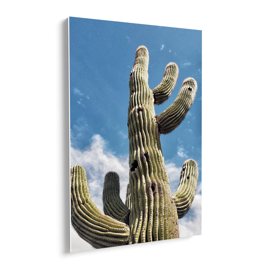 Saguaro