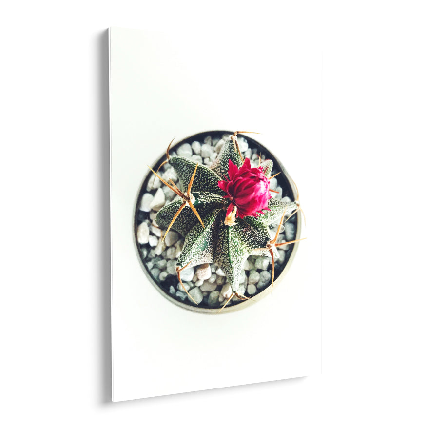 Cactus con Flor