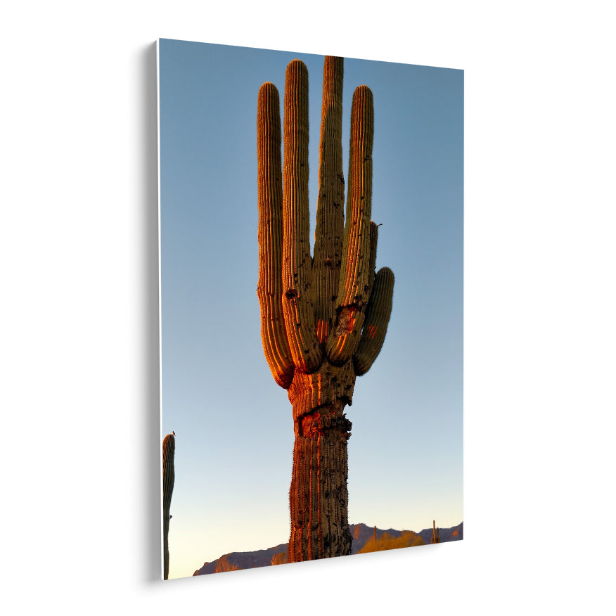 Saguaro