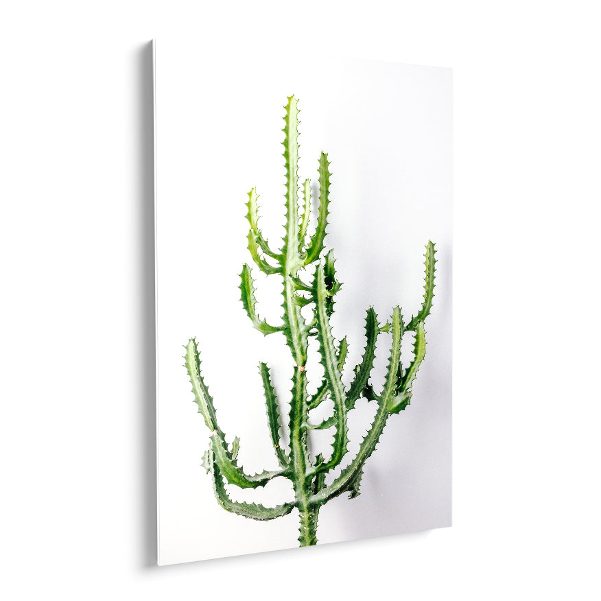 Cactus Mediterráneo Triangular