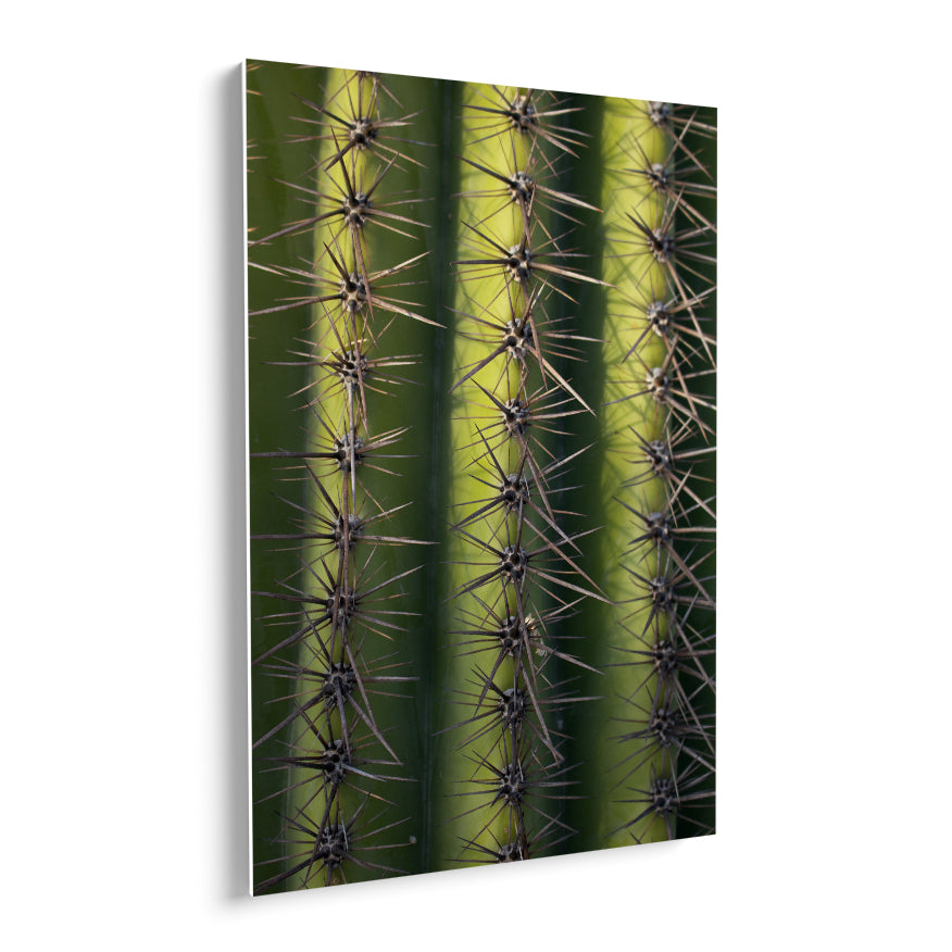Saguaro Gigante