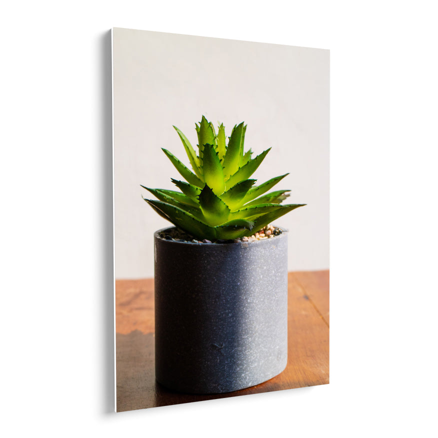 Aloe