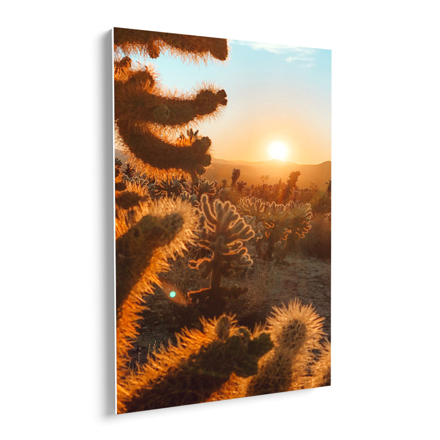 Cactus al Atardecer