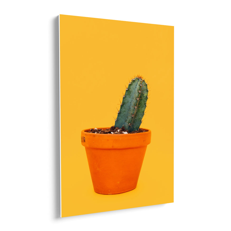 Cactus San Pedro