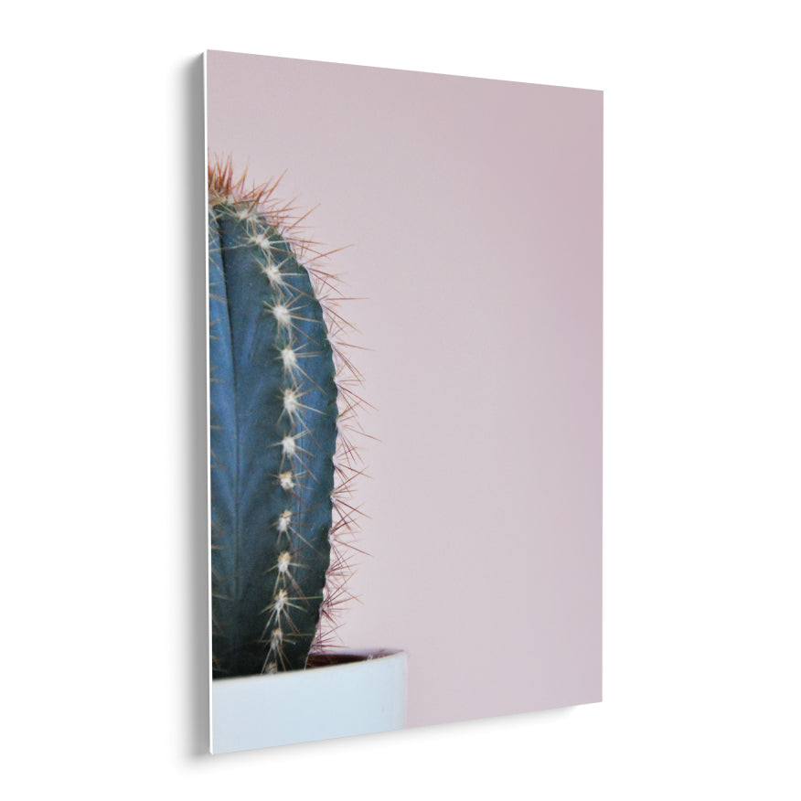 Cactus San Pedro